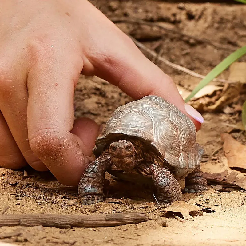 Tortue géante - Wild Life-0