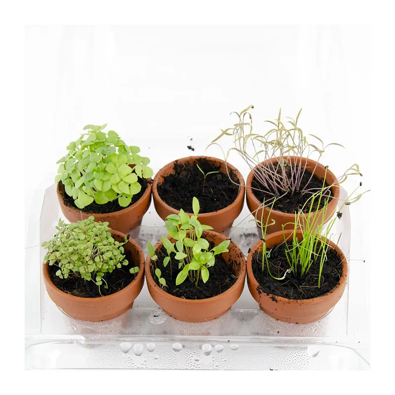 Mini serre + 6 pots - Aromates Bio-1