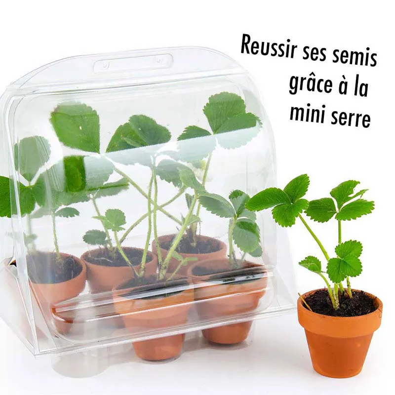 Mini serre + 6 pots - Fraisiers-2