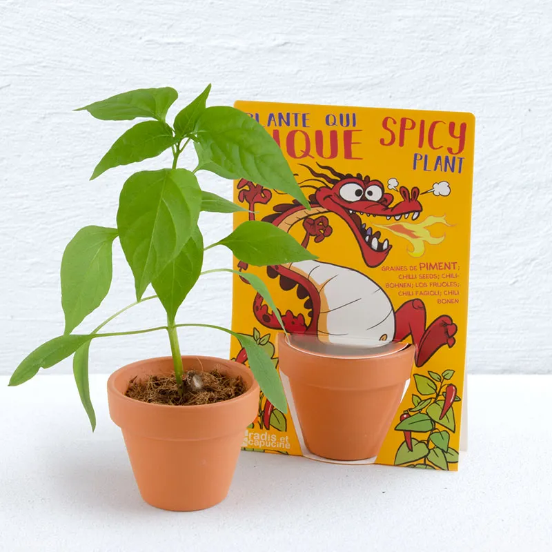 Kit à semer - Piment de Cayenne Dragon-0