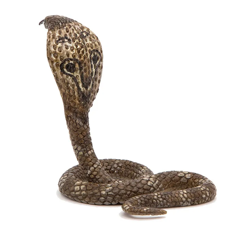 Cobra royal - 5,5x6,6cm-7