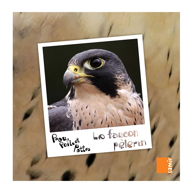 Peau, poils et pattes Faucon pèlerin - 4+-0
