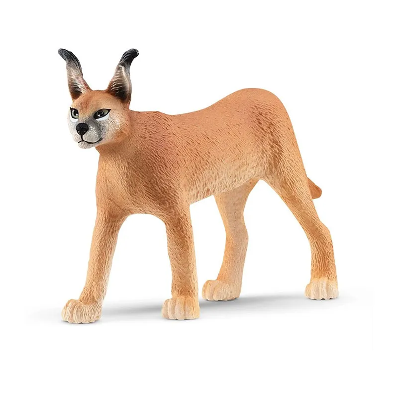 Femelle Caracal - Wild life-0