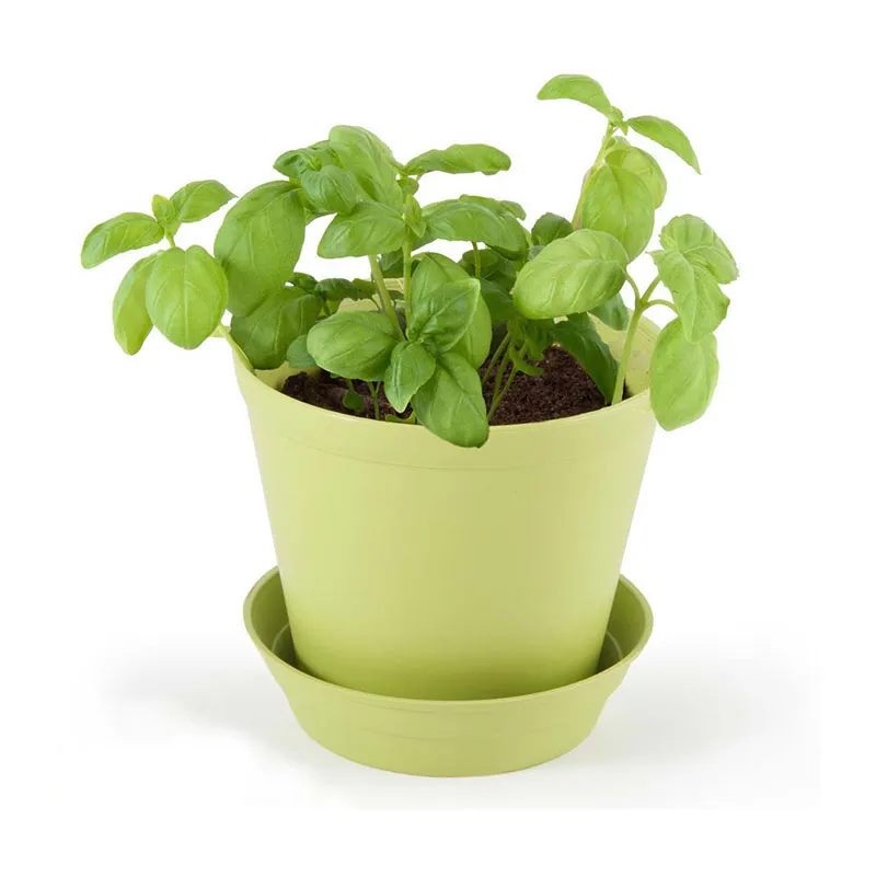 Pot-cloche - Basilic BIO-2