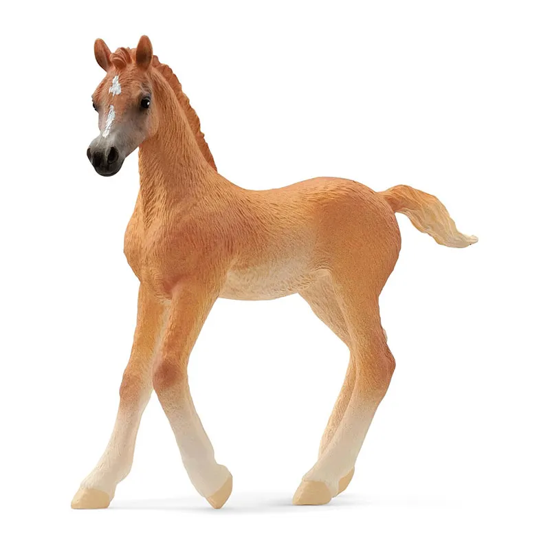 Poulain Arabe - Horse Club-0