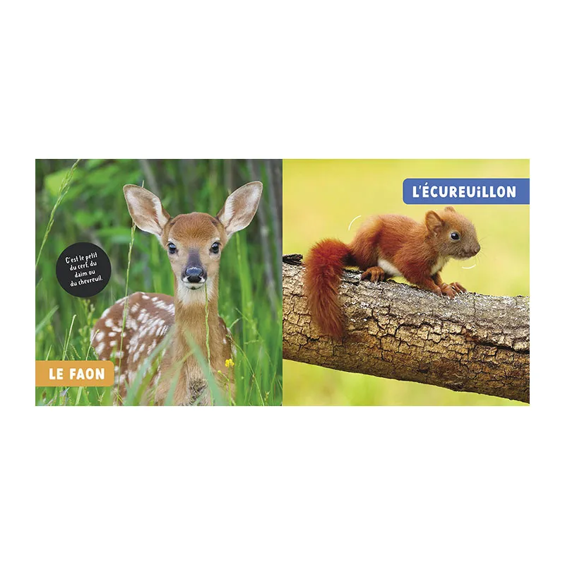 Mon premier doc photo Les bébés animaux - 24m+-1