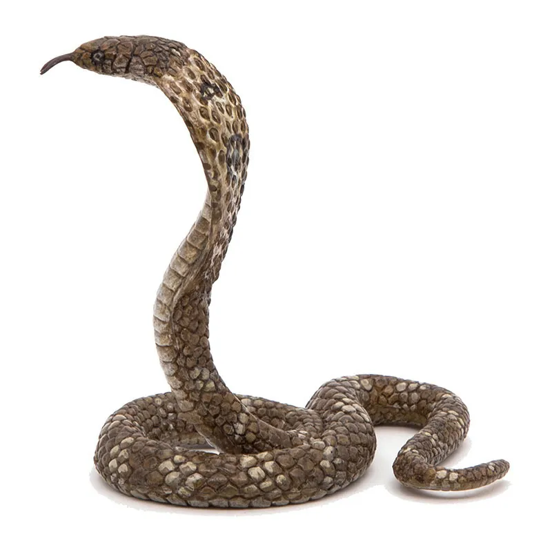 Cobra royal - 5,5x6,6cm-0