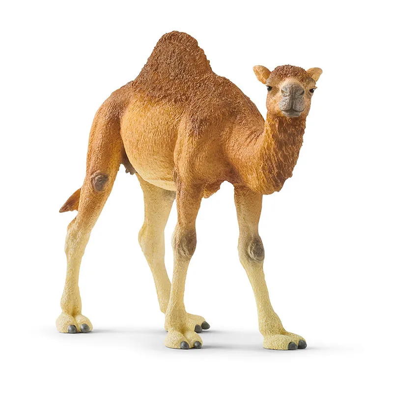 Dromadaire - Wild Life-0