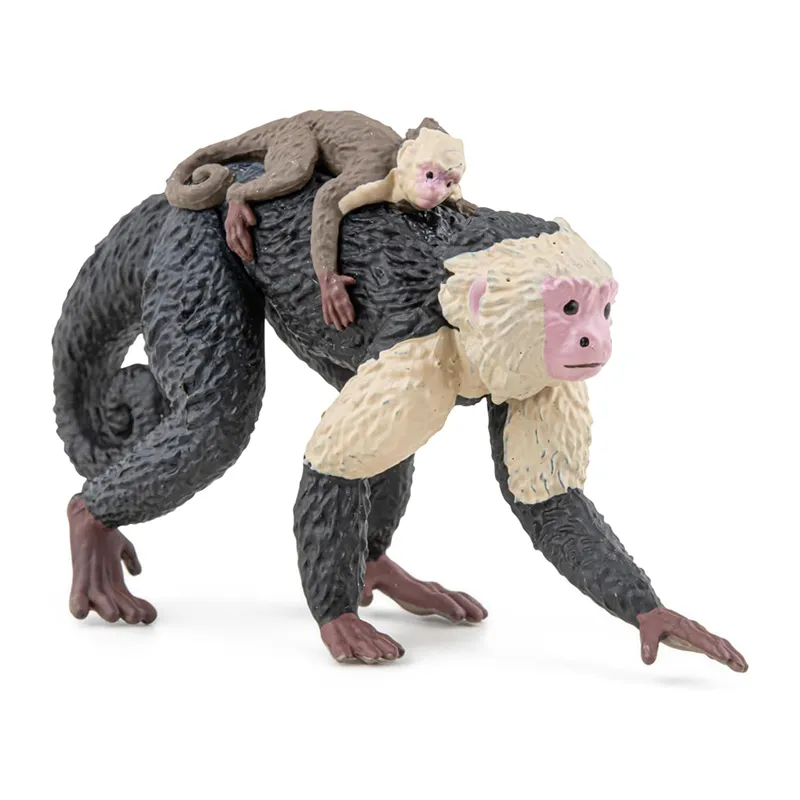Capucin - 7,05x4cm-1