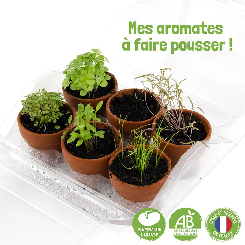 Mini serre + 6 pots - Aromates Bio-2