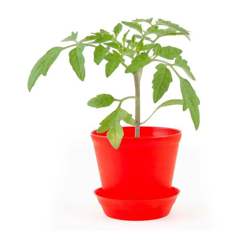 Pot-cloche - Tomate cerise BIO-1
