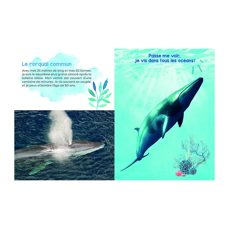 Mon coffret livre & jeu de mémoire des Animaux marins - 3+-4