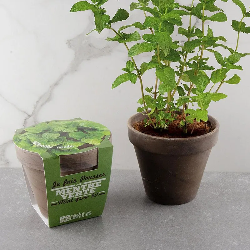 Pot de culture avec coupelle - Menthe verte-0