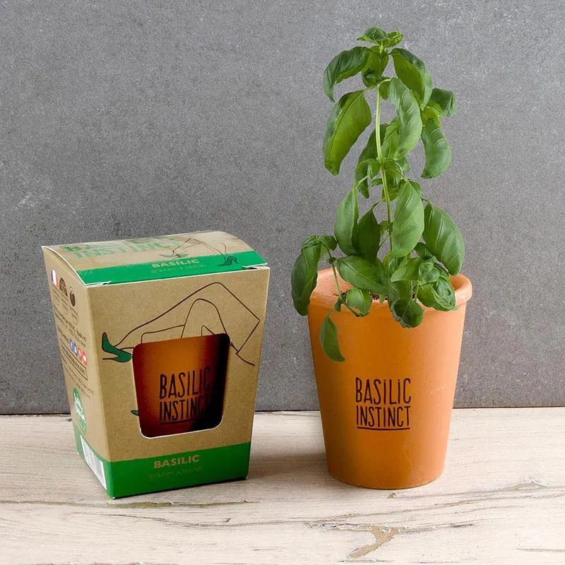 Kit message plante - Basilic Bonne chance-0