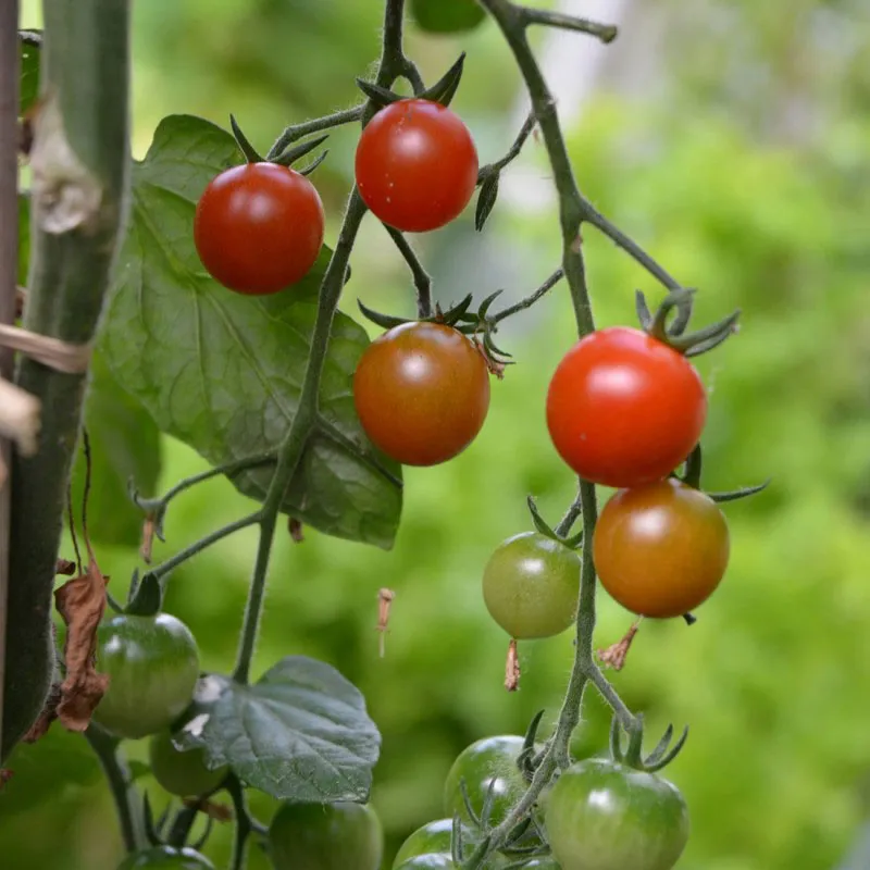 Pot de culture av. coupelle - Tomates cerise BIO-4