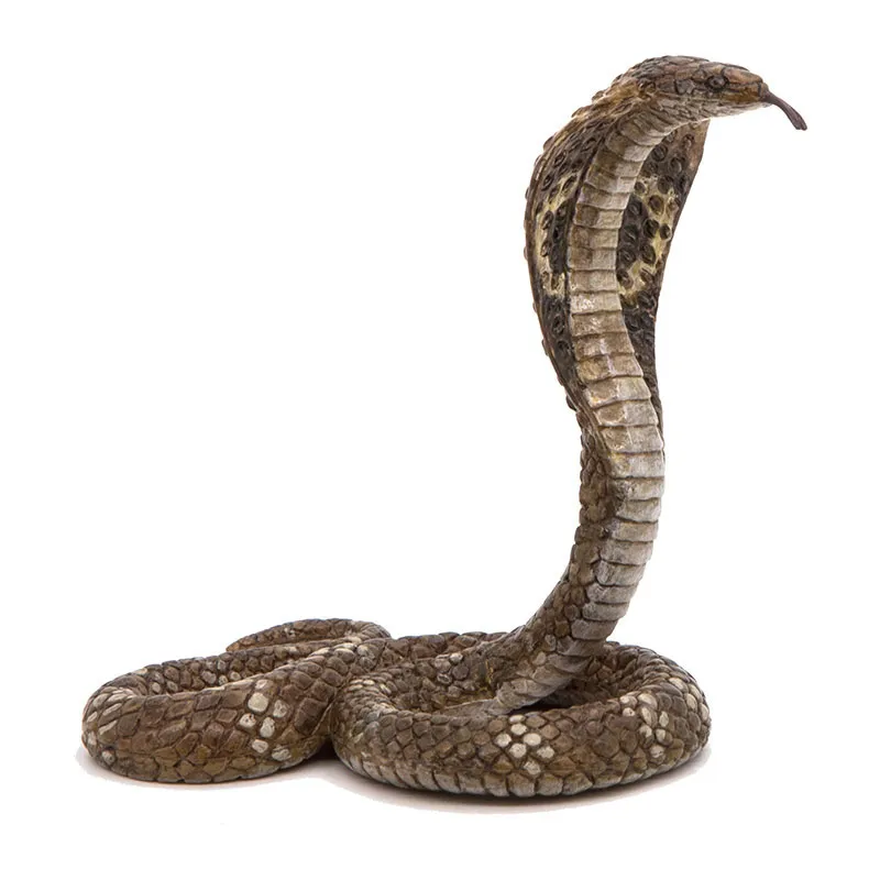Cobra royal - 5,5x6,6cm-4
