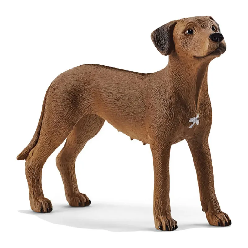 Chien de Rhodésie à crête dorsale - Farm World-0