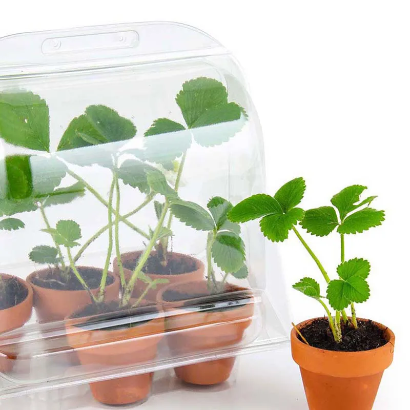 Mini serre + 6 pots - Fraisiers-4