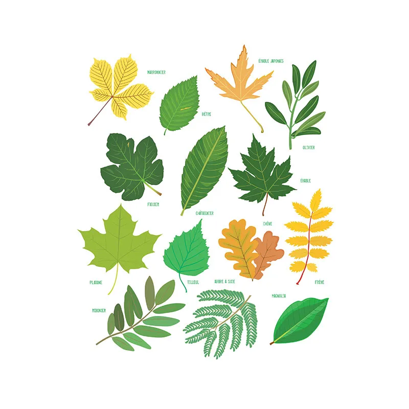 Je colorie les feuilles des arbres - 4+-3