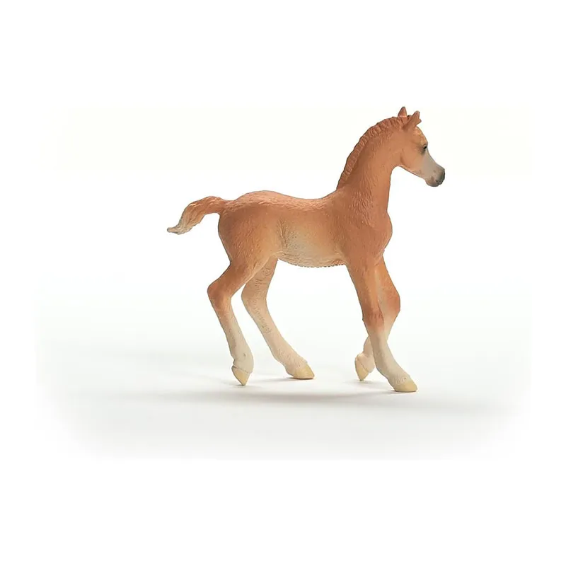 Poulain Arabe - Horse Club-3