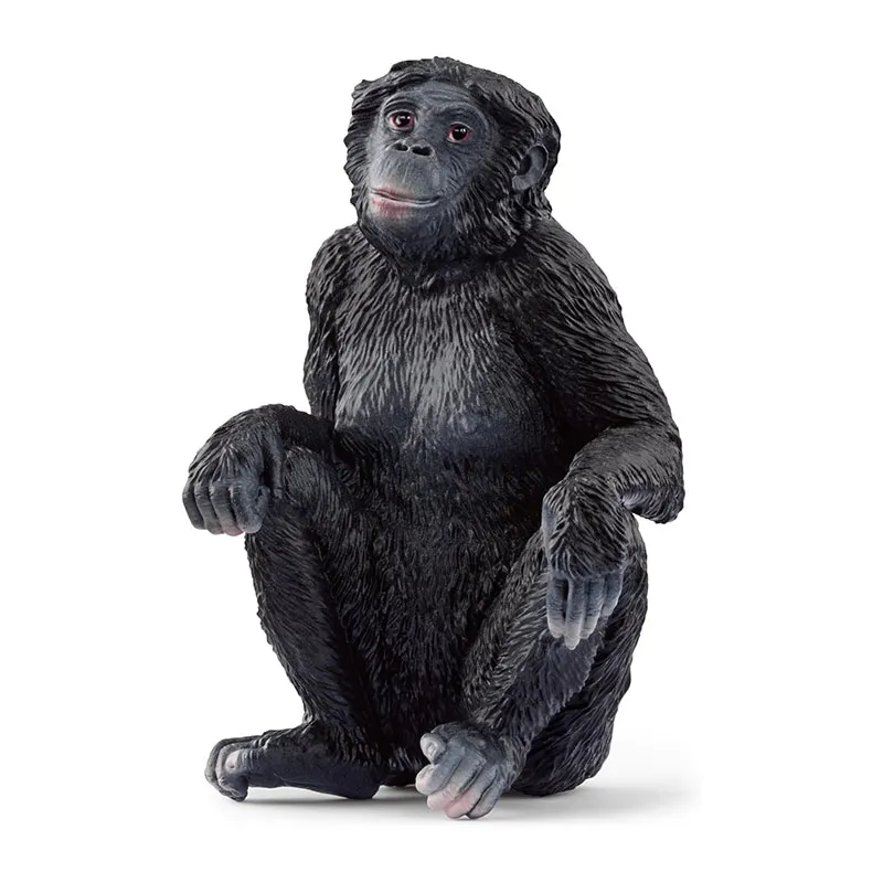Femelle Bonobo - Wild Life-0