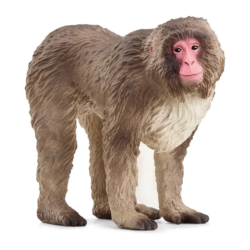 Macaque japonais - Wild Life-0