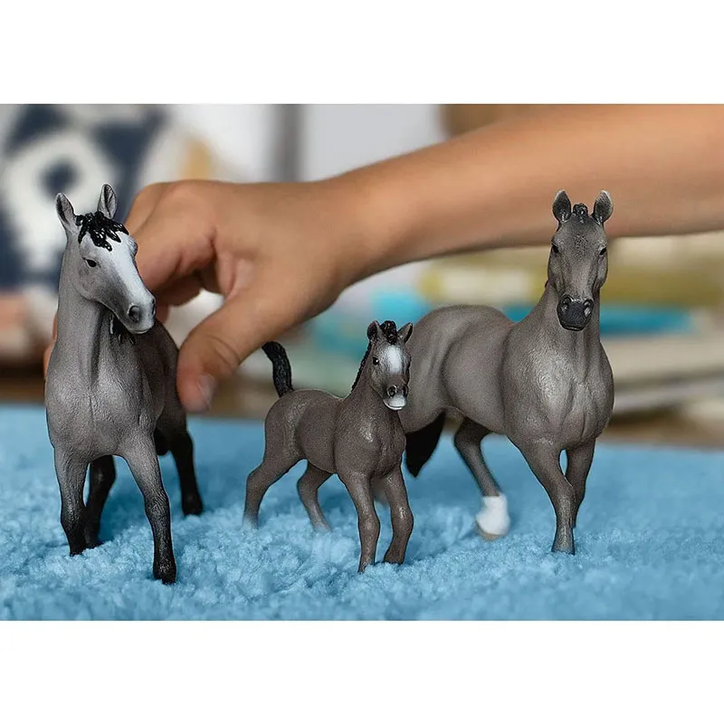Étalon Selle Français - Horse Club-1