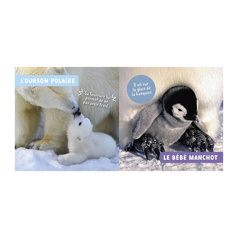 Mon premier doc photo Les bébés animaux - 24m+-2