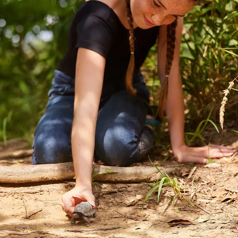 Tortue géante - Wild Life-2