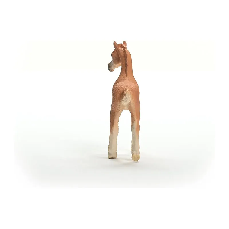 Poulain Arabe - Horse Club-4