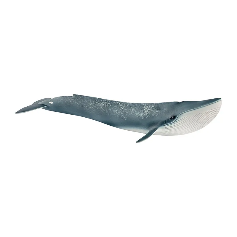 Baleine bleue - Wild Life-1
