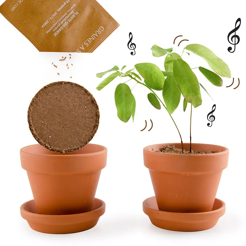 Pot de culture avec coupelle - Plante qui danse-4
