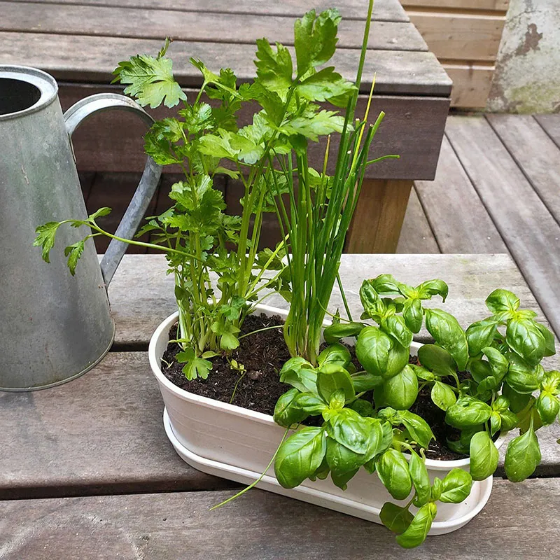 Jardinière bambou Aromates - 27x10x11cm-1