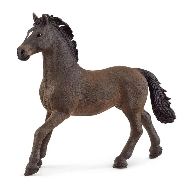 Étalon Oldenbourg - Horse Club-0