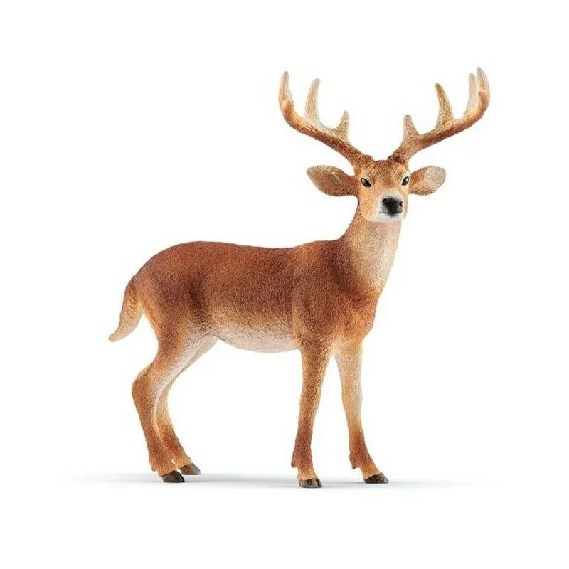 Cerf de Virginie - Wild Life-0