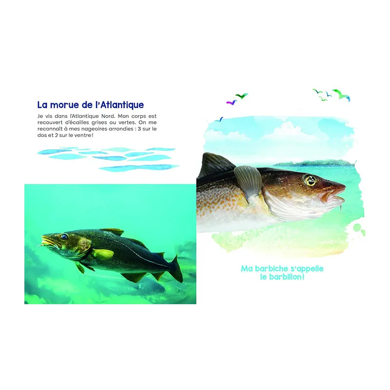 Mon coffret livre & jeu de mémoire des Animaux marins - 3+-2