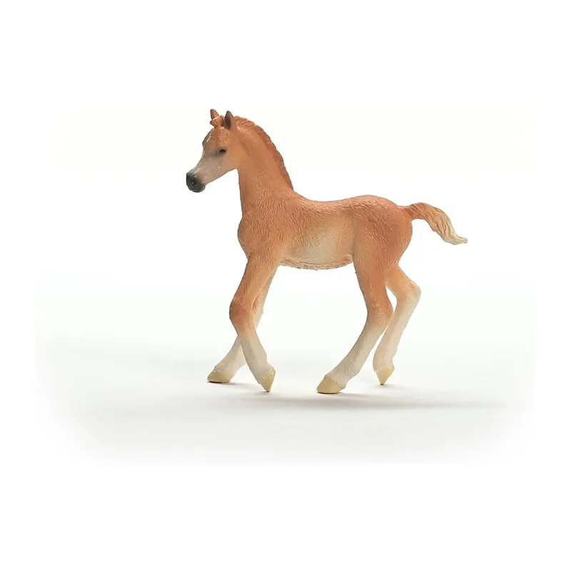 Poulain Arabe - Horse Club-2